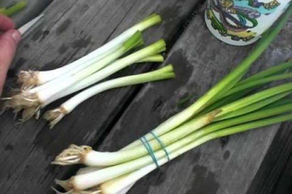 Кракен даркнет рабочая ссылка